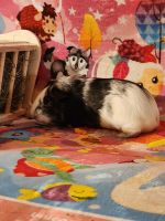 Abyssinian Guinea Pig Rodents for sale in Silver Spring, MD, USA. price: NA