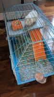 Abyssinian Guinea Pig Rodents for sale in Bellevue, WA 98008, USA. price: NA