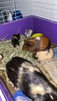 Abyssinian Guinea Pig Rodents for sale in 73 Charlotte Dr, Cookeville, TN 38501, USA. price: $300