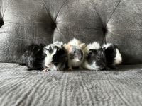 Abyssinian Guinea Pig Rodents for sale in Lexington, SC, USA. price: $50