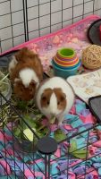 Abyssinian Guinea Pig Rodents for sale in 5919 Newell Dr, Monroe, NC 28112, USA. price: $70