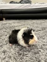 Abyssinian Guinea Pig Rodents for sale in Yonkers, NY, USA. price: NA