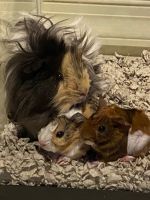 Abyssinian Guinea Pig Rodents for sale in Clarkesville, GA 30523, USA. price: NA