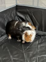 Abyssinian Guinea Pig Rodents for sale in San Antonio, Texas. price: NA