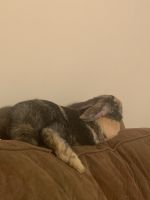 Abyssinian Hare Rabbits for sale in State College, PA, USA. price: NA