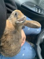 Abyssinian Hare Rabbits for sale in 1141 Patterson Ter, Lake Mary, FL 32746, USA. price: NA