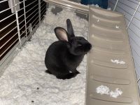 Abyssinian Hare Rabbits for sale in Bolingbrook, IL, USA. price: NA