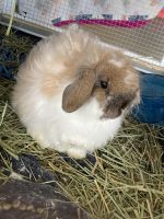 Abyssinian Hare Rabbits for sale in Sacramento, CA, USA. price: NA