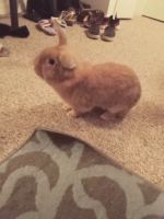 Abyssinian Hare Rabbits for sale in Spring Hill, FL, USA. price: $50