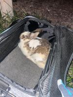 Abyssinian Hare Rabbits for sale in Magna, UT, USA. price: NA