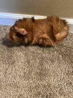 Acrobatic Cavy Rodents Photos