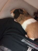 Acrobatic Cavy Rodents Photos