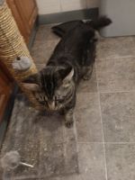 Aegean Cats for sale in Norwich, Connecticut. price: $5,000
