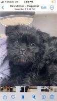 Affenpinscher Puppies for sale in Plant City, FL, USA. price: NA