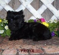 Affenpinscher Puppies for sale in Daly City, CA, USA. price: NA