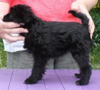 Affenpinscher Puppies for sale in Shreveport, LA, USA. price: NA