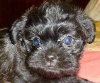 Affenpinscher Puppies for sale in Des Moines, IA, USA. price: NA