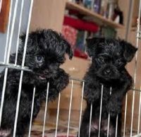 Affenpinscher Puppies for sale in Los Angeles, CA, USA. price: NA