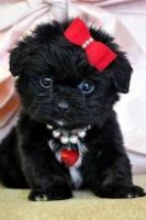 Affenpinscher Puppies for sale in Columbus, MT 59019, USA. price: NA