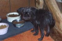 Affenpinscher Puppies for sale in Beaver Creek, CO 81620, USA. price: NA