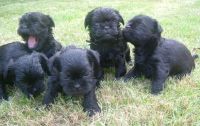 Affenpinscher Puppies for sale in Dallas, TX, USA. price: NA