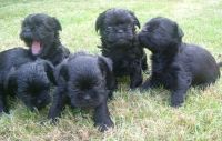 Affenpinscher Puppies for sale in Fresno, CA, USA. price: NA