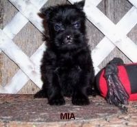 Affenpinscher Puppies for sale in Chicago, IL, USA. price: NA