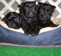 Affenpinscher Puppies for sale in Houston, TX, USA. price: NA
