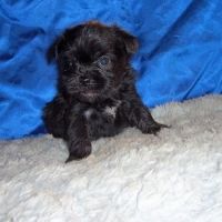 Affenpinscher Puppies for sale in Daly City, CA, USA. price: NA