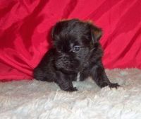 Affenpinscher Puppies for sale in Portland, OR, USA. price: NA