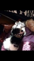 Affenpinscher Puppies for sale in United States. price: NA
