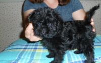 Affenpinscher Puppies for sale in Hamilton, OH, USA. price: NA