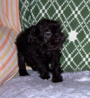 Affenpinscher Puppies for sale in Seattle, WA, USA. price: NA