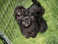 Affenpinscher Puppies for sale in California St, San Francisco, CA, USA. price: NA