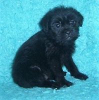 Affenpinscher Puppies for sale in Houston, TX, USA. price: NA