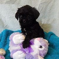 Affenpinscher Puppies for sale in Detroit, MI, USA. price: NA