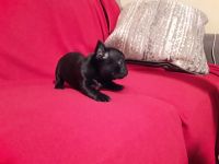 Affenpinscher Puppies for sale in Jersey City, NJ, USA. price: NA