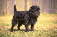 Affenpinscher Puppies for sale in Long Beach, CA, USA. price: NA