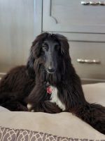 Afghan Hound Puppies for sale in Los Angeles, CA, USA. price: NA