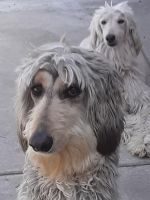 Afghan Hound Puppies Photos
