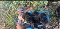 Afghan Hound Puppies for sale in Charlotte, NC, USA. price: NA
