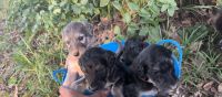 Afghan Hound Puppies Photos