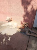 Afghan Hound Puppies for sale in Rialto, CA 92376, USA. price: NA