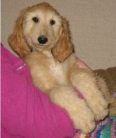 Afghan Hound Puppies for sale in Dallas, TX, USA. price: NA