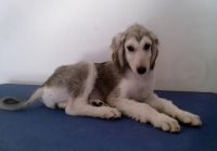 Afghan Hound Puppies for sale in Daly City, CA, USA. price: NA