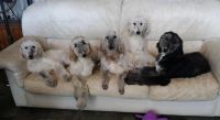 Afghan Hound Puppies for sale in Sacramento, CA, USA. price: NA