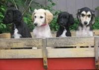 Afghan Hound Puppies for sale in Honolulu, HI, USA. price: NA