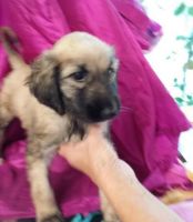 Afghan Hound Puppies for sale in Provo, UT, USA. price: NA
