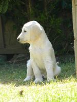 Afghan Hound Puppies for sale in Arden, DE 19810, USA. price: NA