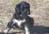 Afghan Hound Puppies for sale in Dallas, TX, USA. price: NA